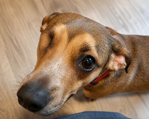 SAMANTHA (BONDED WITH JOSIE) - Dachshund available for adoption