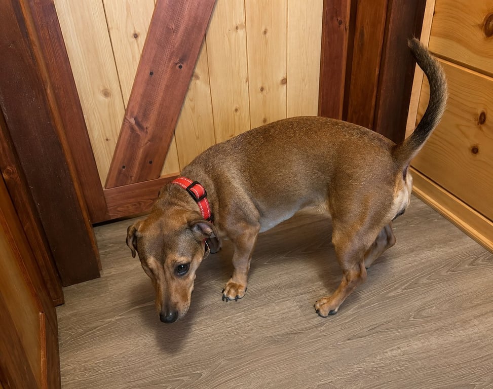 Samantha (Bonded with Josie) Image
