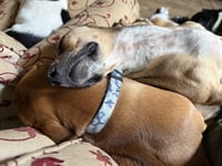 Samantha (Bonded with Josie) - Photo 4