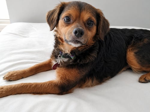 TAMMY - Chihuahua available for adoption