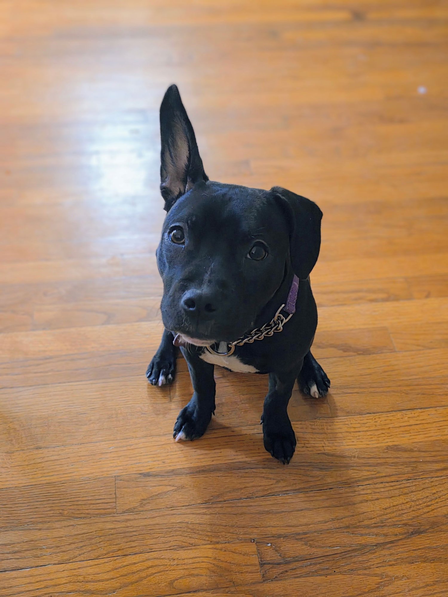 TASHA - Pit Bull Terrier available for adoption