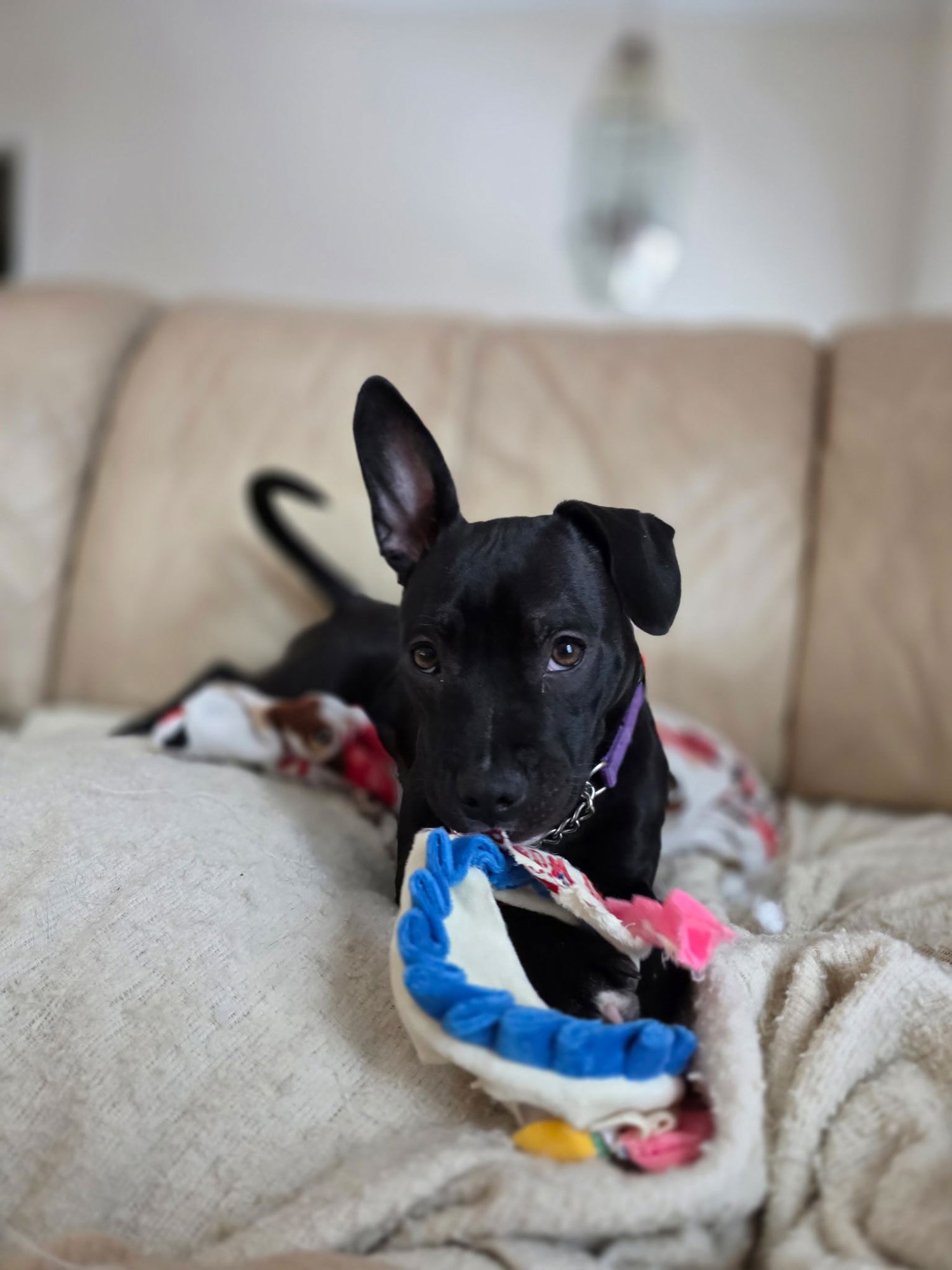 TASHA - Pit Bull Terrier available for adoption