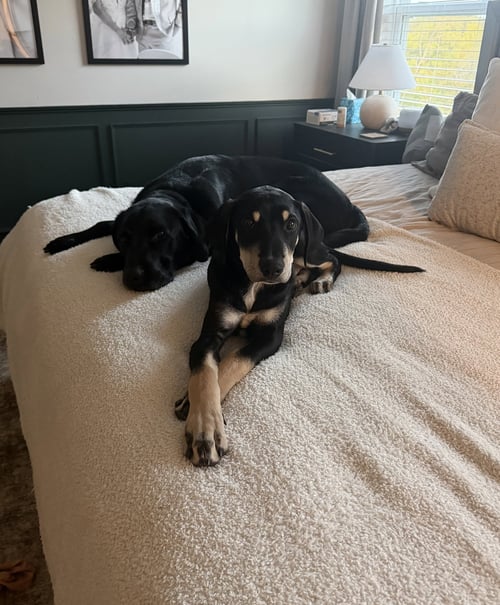 SPINACH (M) - Hound / Australian Cattle Dog/Blue Heeler available for adoption
