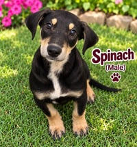 Spinach (m) - Photo 9