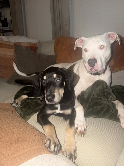 SPINACH (M) - Hound / Australian Cattle Dog/Blue Heeler available for adoption