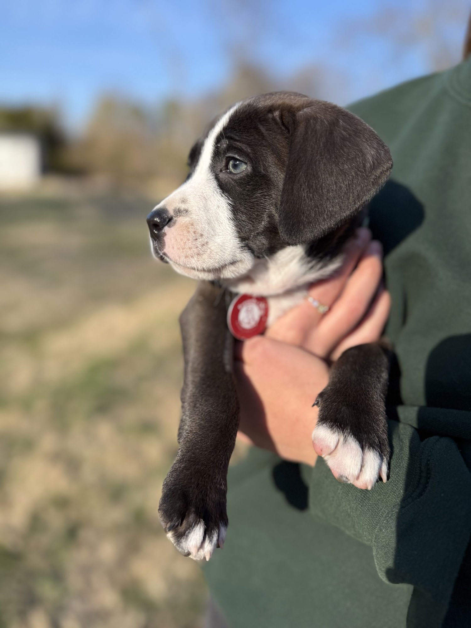 JACE - Pit Bull Terrier available for adoption
