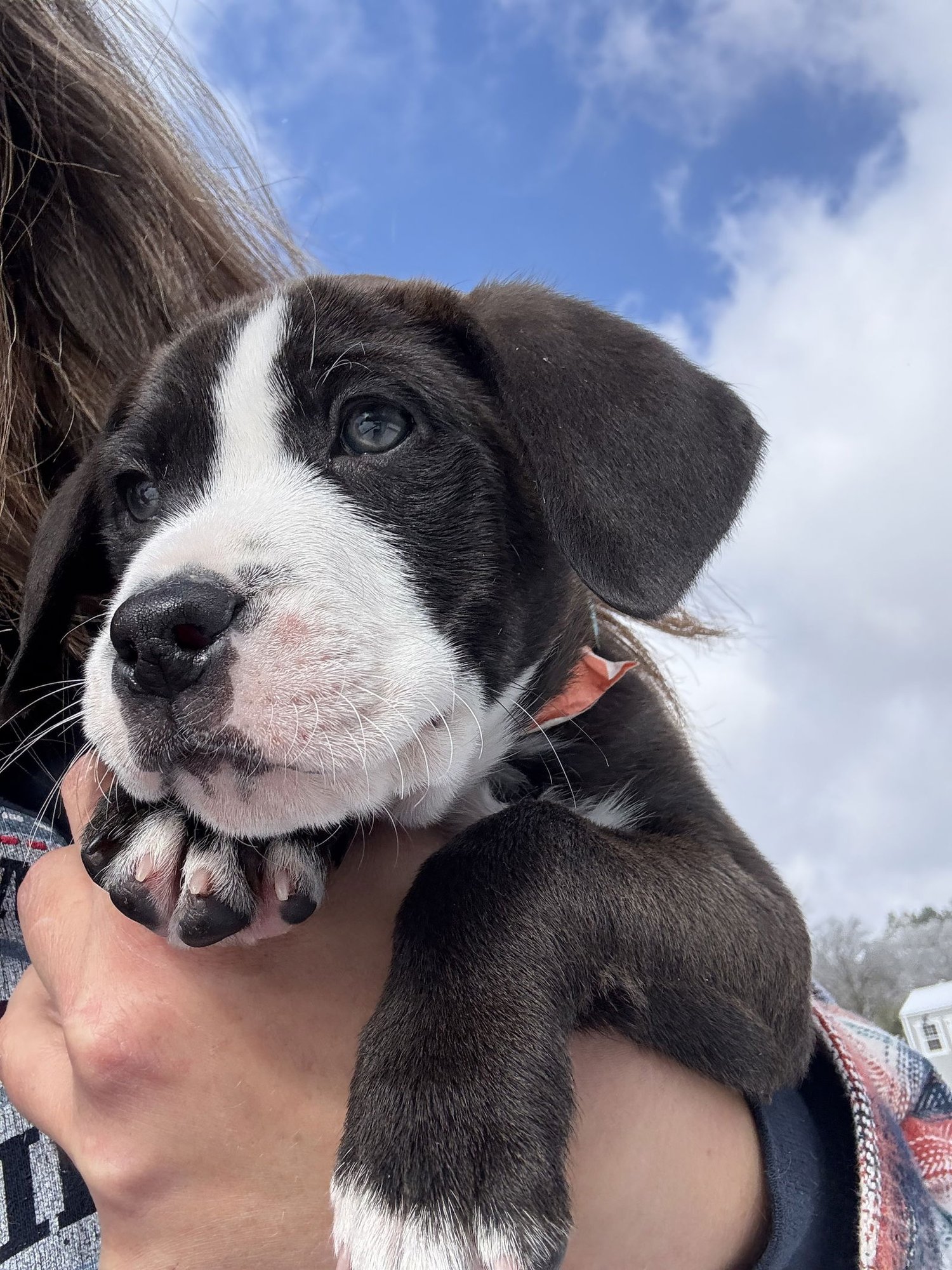 JACE - Pit Bull Terrier available for adoption