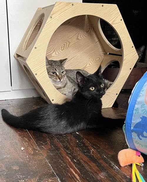 WISP - Domestic Medium Hair available for adoption