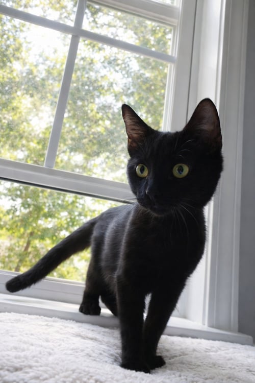 WISP - Domestic Medium Hair for adoption in Nashville