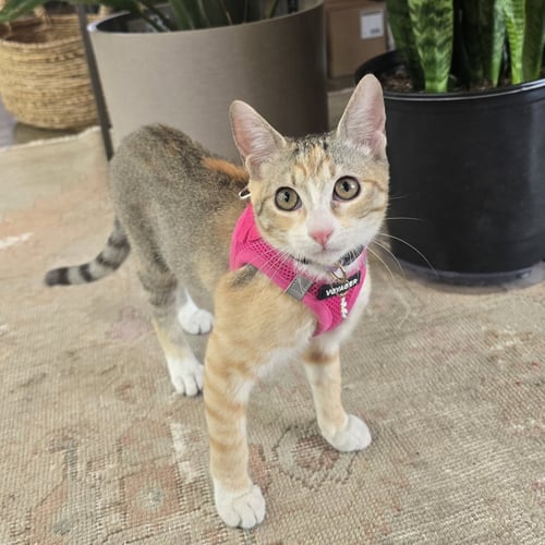 AELIN - Domestic Short Hair / Calico available for adoption
