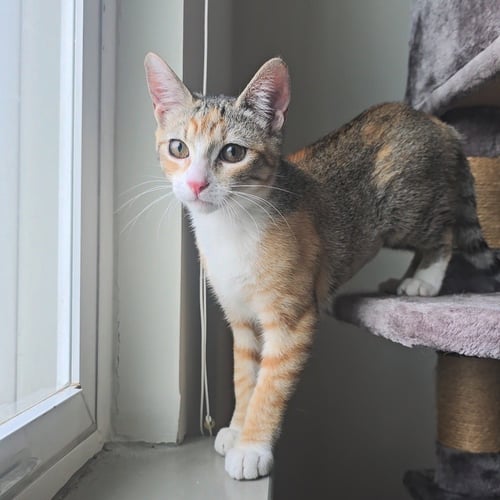 AELIN - Domestic Short Hair / Calico for adoption in Nashville