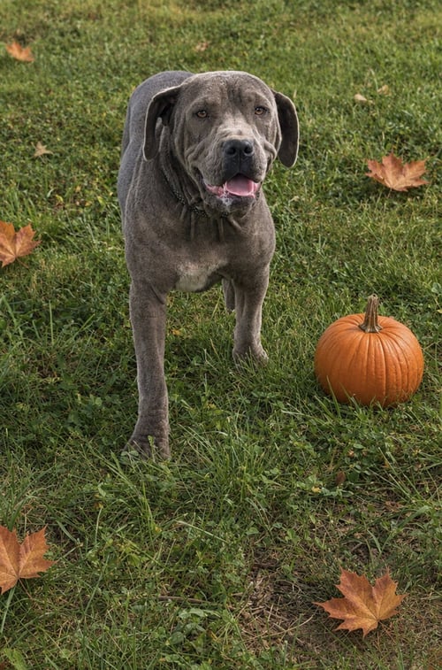 ADAM ALABAMA - Pit Bull Terrier available for adoption