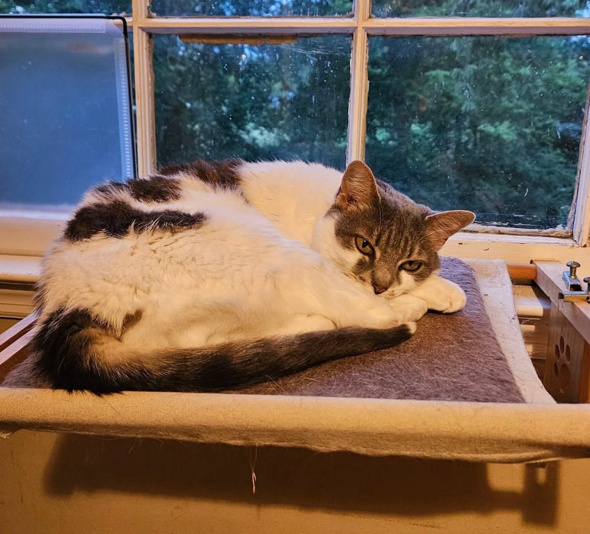Charlie Image