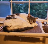 Charlie - Photo 1