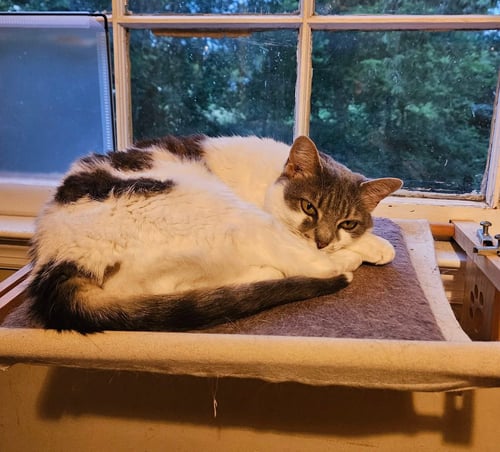 CHARLIE - Domestic Short Hair available for adoption
