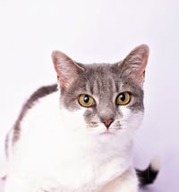 Charlie - Photo 3