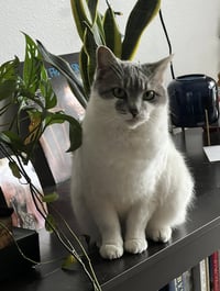 Charlie - Photo 7