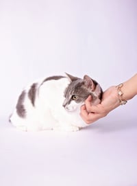 Charlie - Photo 16