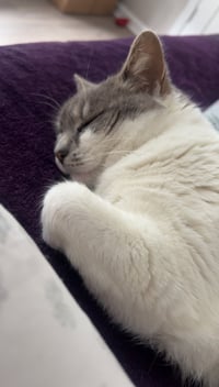 Charlie - Photo 15