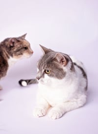 Charlie - Photo 5