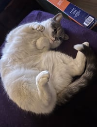 Charlie - Photo 14