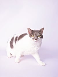 Charlie - Photo 4