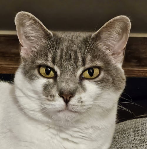 CHARLIE - Domestic Short Hair available for adoption