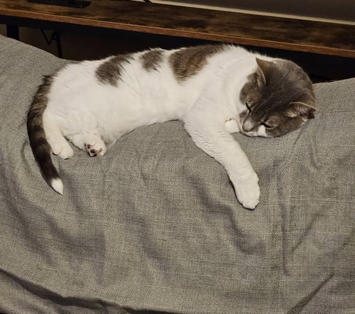 CHARLIE - Domestic Short Hair available for adoption