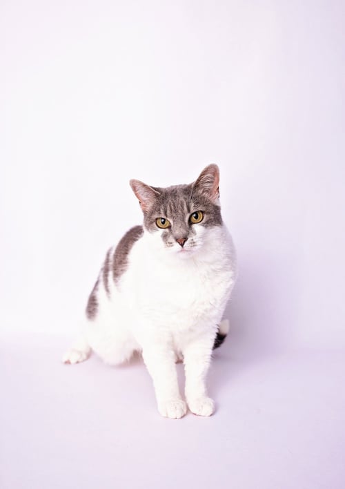 CHARLIE - Domestic Short Hair available for adoption