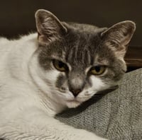 Charlie - Photo 12
