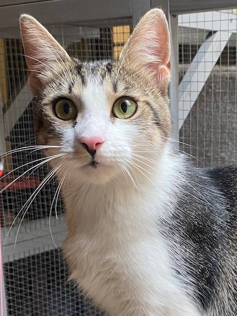 PRIMA - Domestic Short Hair available for adoption