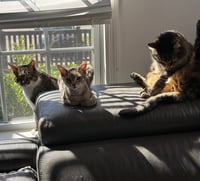 Spot - Photo 12