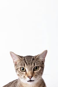 Spot - Photo 2