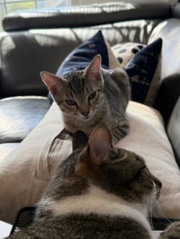 Spot - Photo 8