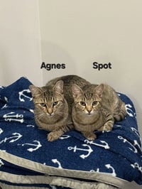 Spot - Photo 5