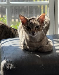 Spot - Photo 9