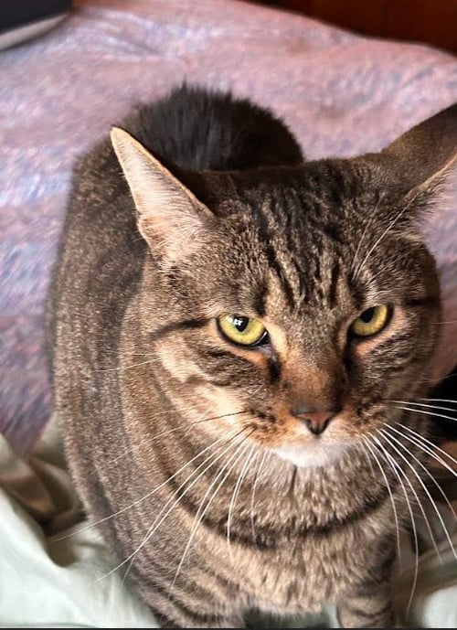 TEDDY - Domestic Short Hair for adoption in Nashville