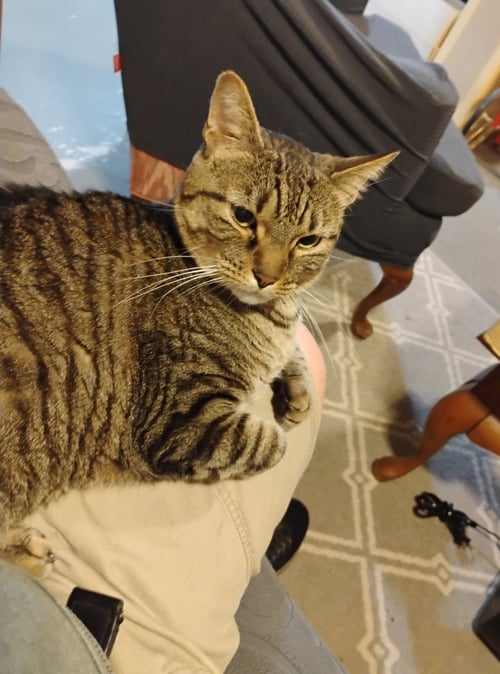 TEDDY - Domestic Short Hair available for adoption
