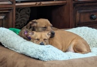 Becky (Bonded with Blakely) - Photo 1