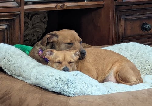BECKY (BONDED WITH BLAKELY) - Chihuahua available for adoption
