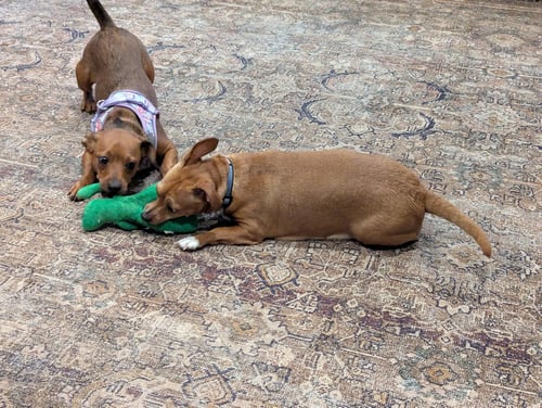 BECKY (BONDED WITH BLAKELY) - Chihuahua available for adoption