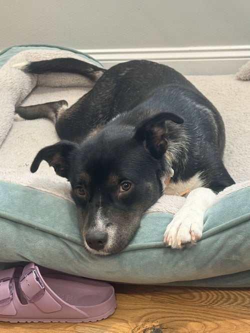 VALLEY GIRL - Terrier available for adoption