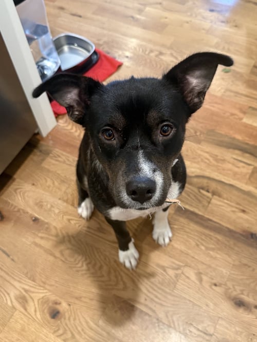 VALLEY GIRL - Terrier for adoption in Nashville