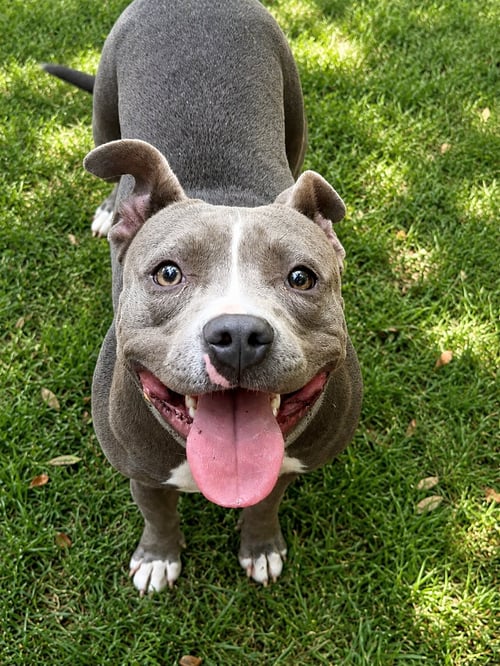 TESLA (F) - Pit Bull Terrier available for adoption