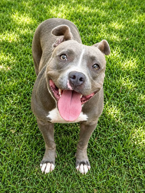 TESLA (F) - Pit Bull Terrier available for adoption