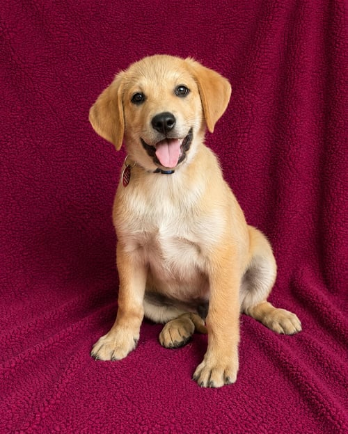 ALAN - Labrador Retriever available for adoption