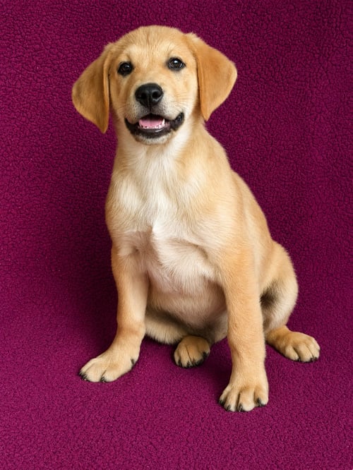 ALAN - Labrador Retriever available for adoption