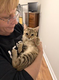 MATILDA - Domestic Short Hair available for adoption