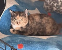 Cinnamon - Photo 2