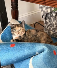 Cinnamon - Photo 4